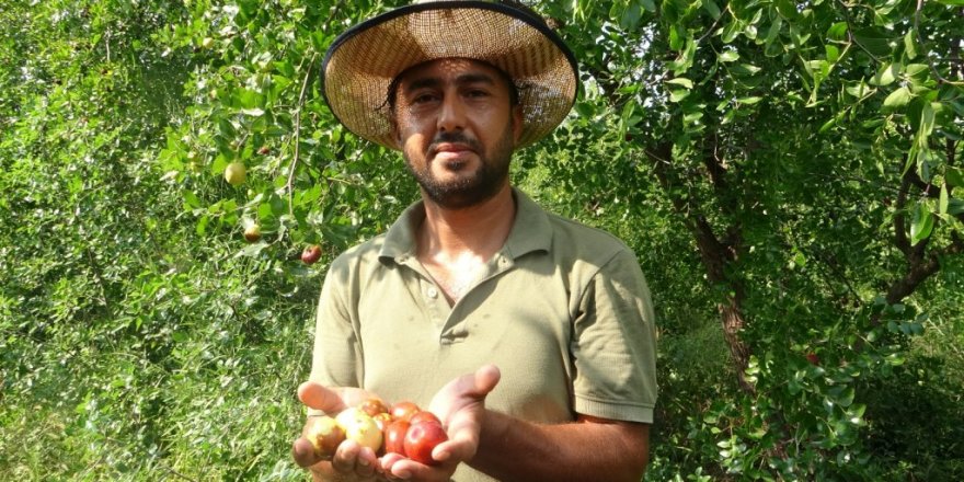 Yoldan geçen hünnap tüccarı hayatını değiştirdi