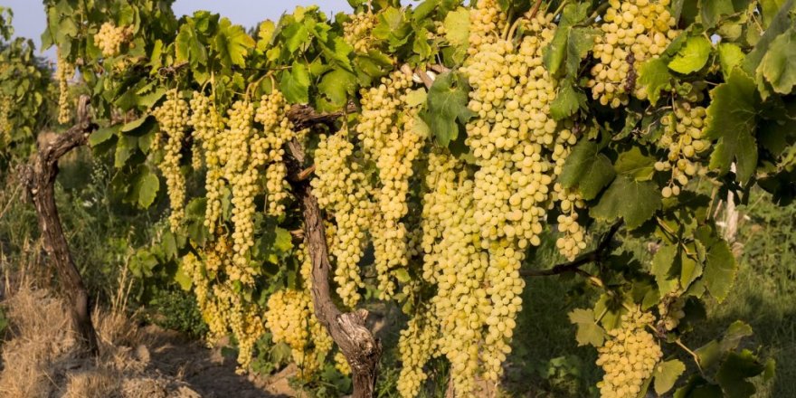 Dünyanın tercihi Türk üzümü oldu
