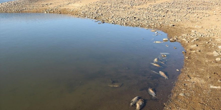 Van'da Artan Balık Ölümleri İnceleniyor