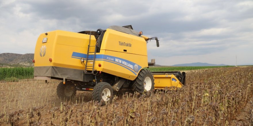 Ayçiçeği hasadı üreticilerin yüzünü güldürdü