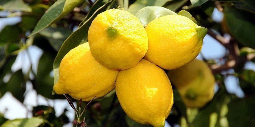 Turunçgil İhracatında 8 Ayda Yüzde 15'lik Artış Yüzleri Güldürdü