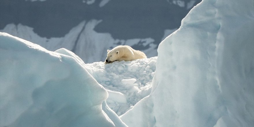 Buzullardaki Erime Kutup Ayılarının Genetik Çeşitliliğini Kaybetmesine Yol Açıyor