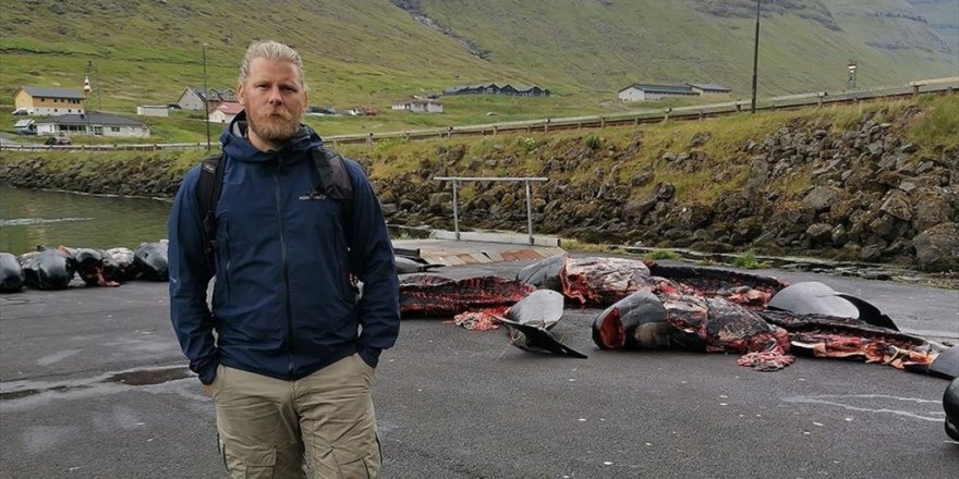 Hayvan Hakları Savunucusu, Faroe Adaları'ndaki Tepki Çeken Yunus Ve Balina Katliamını Aa'ya Anlattı