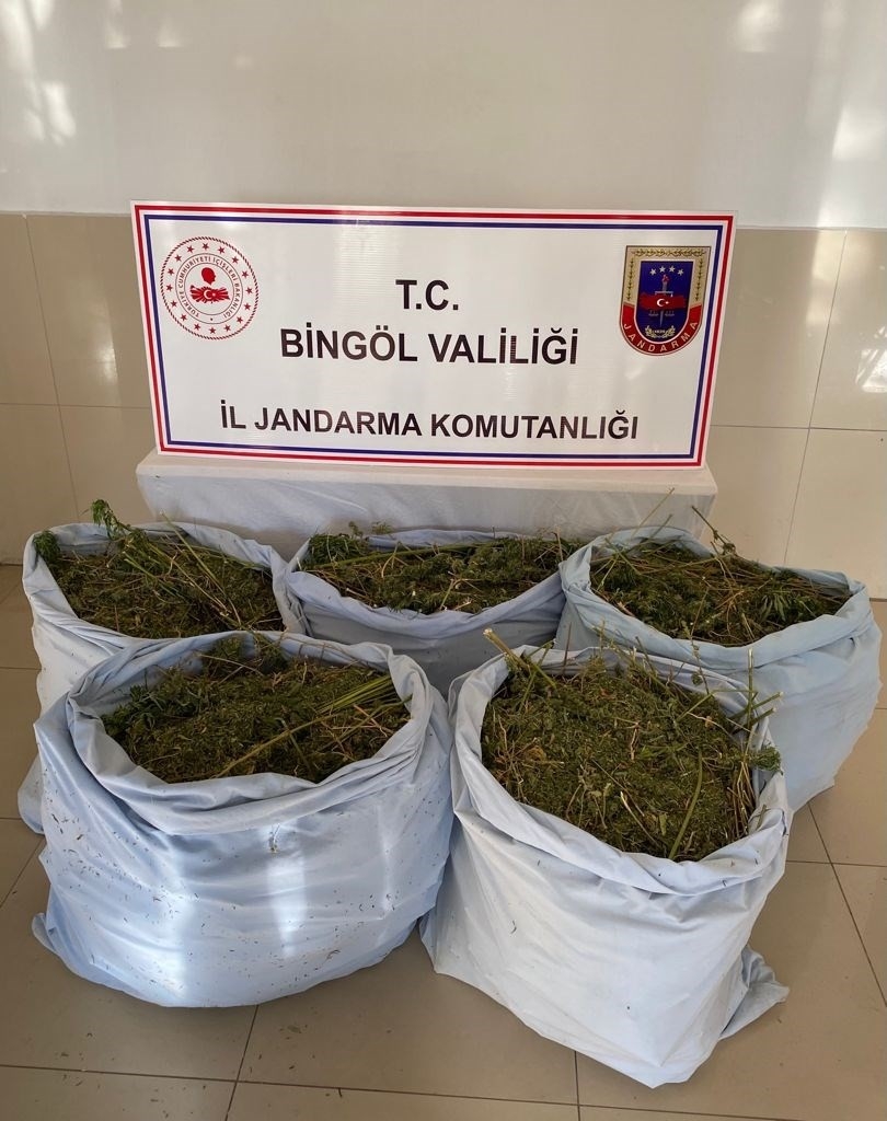 Bingöl’de kurutulmaya bırakılmış vaziyette 78 kilo kubar esrar ele geçirildi