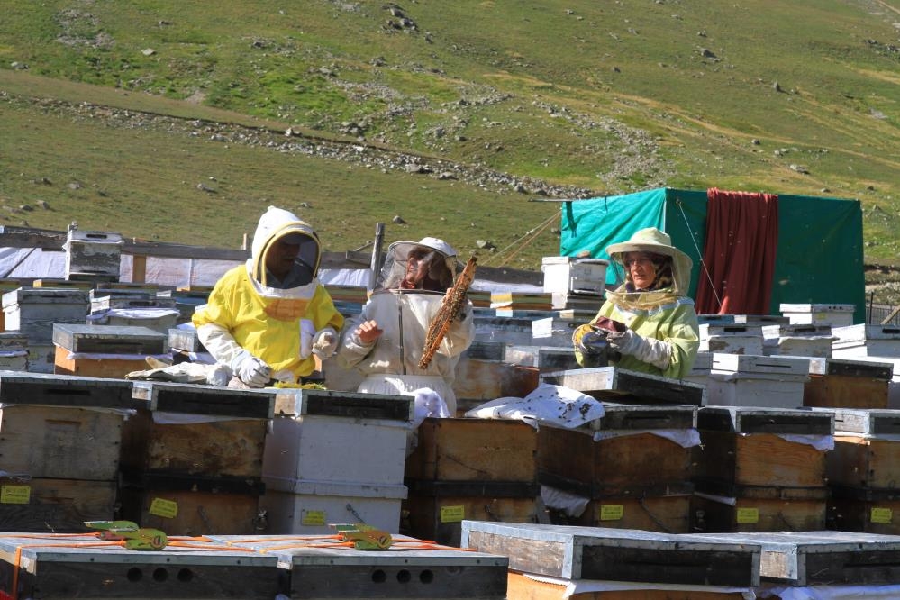 Sahte Anzer Balı’na dikkat