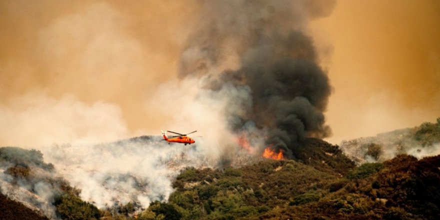 Kaliforniya'daki yangınlarda dünyanın en büyük ağaçları tehdit altında