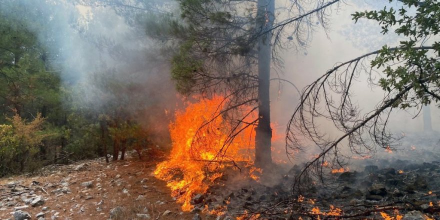 Muğla’da 3 günde 37 yıldırım yangını