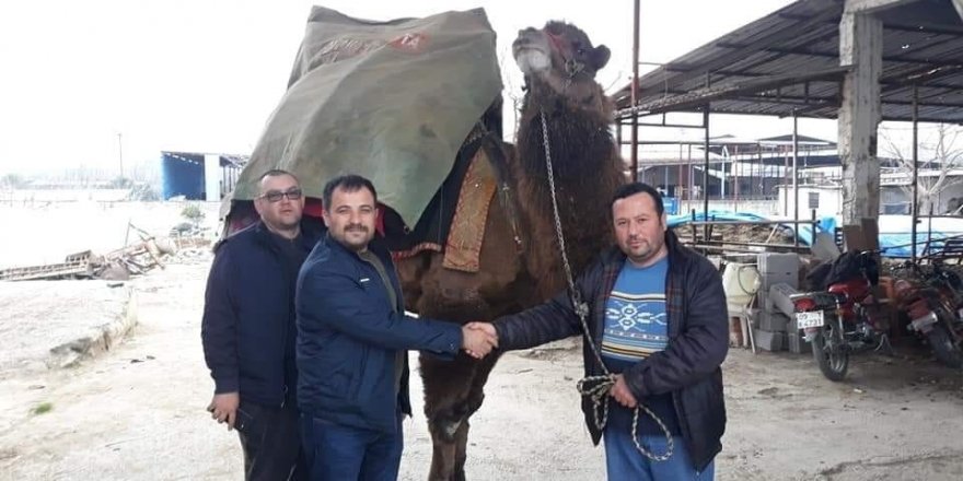 Aydın’da ilginç bir ’deve’ davası