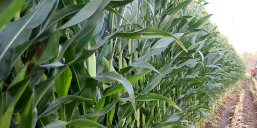 İştah açıyor, süt verimini arttırıyor, hasadına başlanıldı