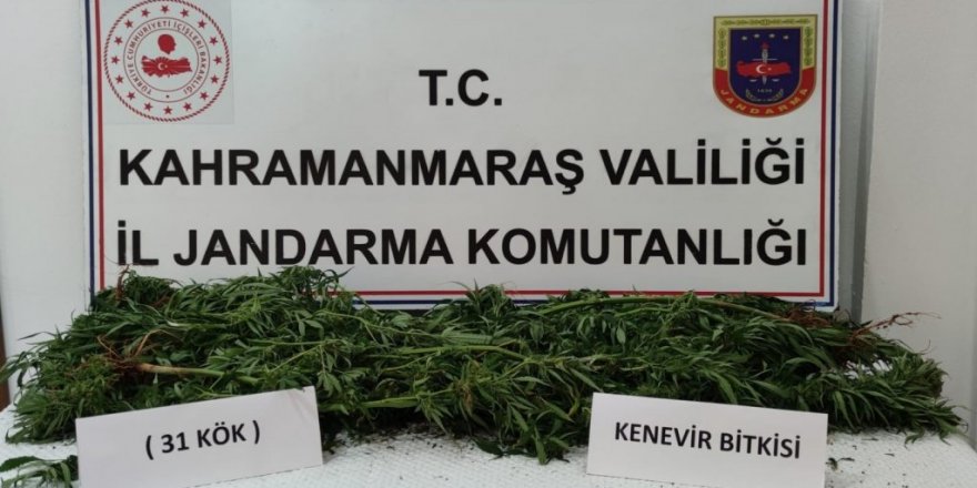 Evin bahçesinde 31 kök kenevir bitkisi ele geçirildi