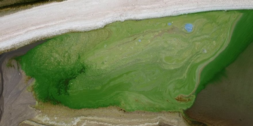 Atatürk Barajı yeşile büründü