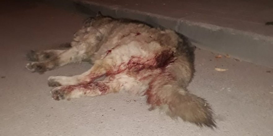Kamyonetiyle ezdiği köpeği bırakıp kaçtı