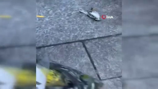 New York’ta Yüzlerce Kuş Gökdelenlere Çarparak Öldü