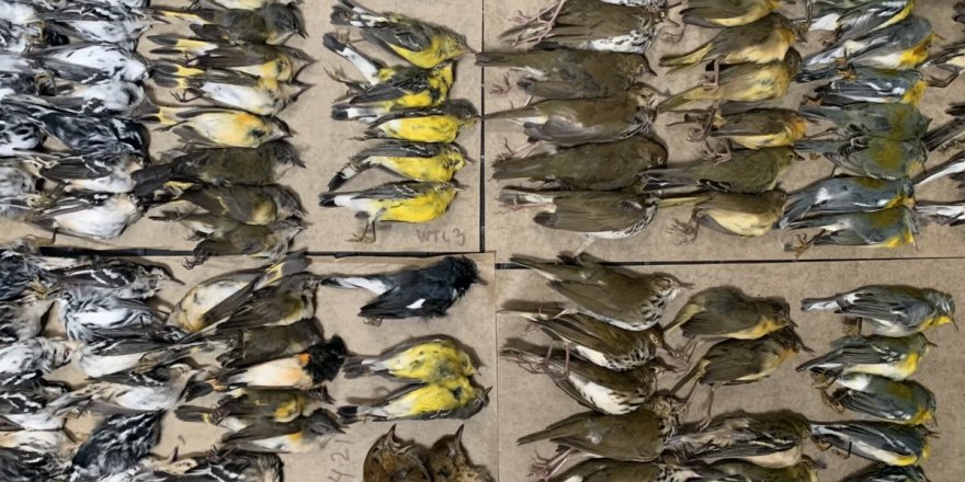 New York'taki kuşlar ölüyor!