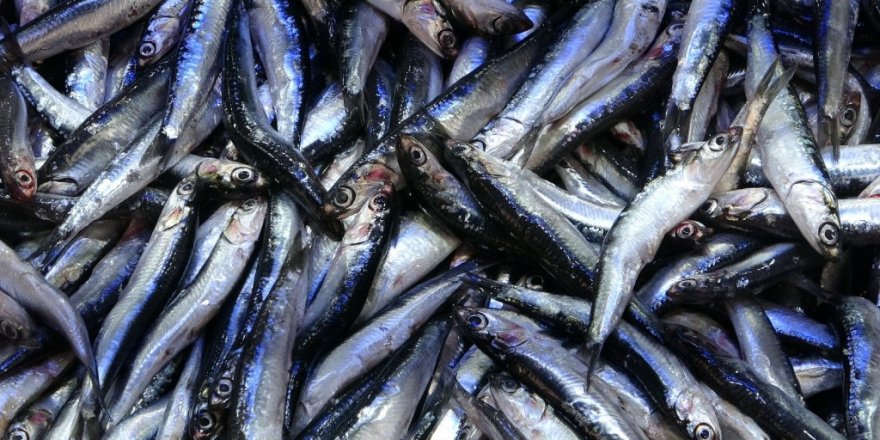 Balık tezgahlarında hamsi günü