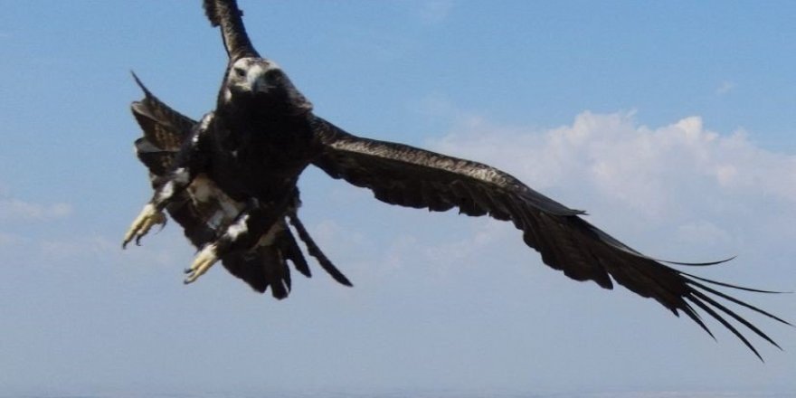 Kartalın drone’a saldırısı kamerada