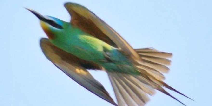 Yeşil arı kuşu 31 yıl sonra Mileyha’da görüldü