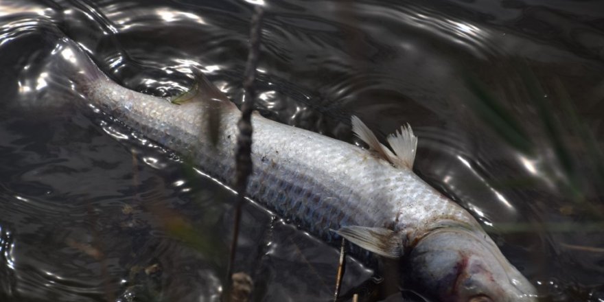 İzmir’de kıyıya vuran binlerce balığın ölümü endişelendirdi