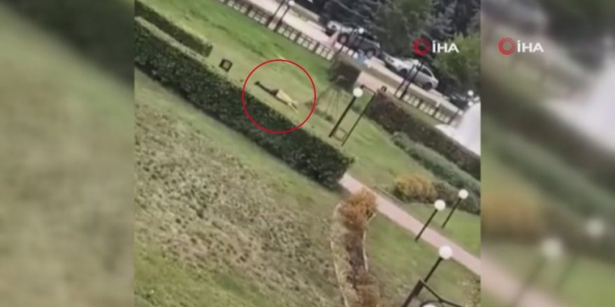 Rusya’da bir üniversitede silahlı saldırı: 3 ölü