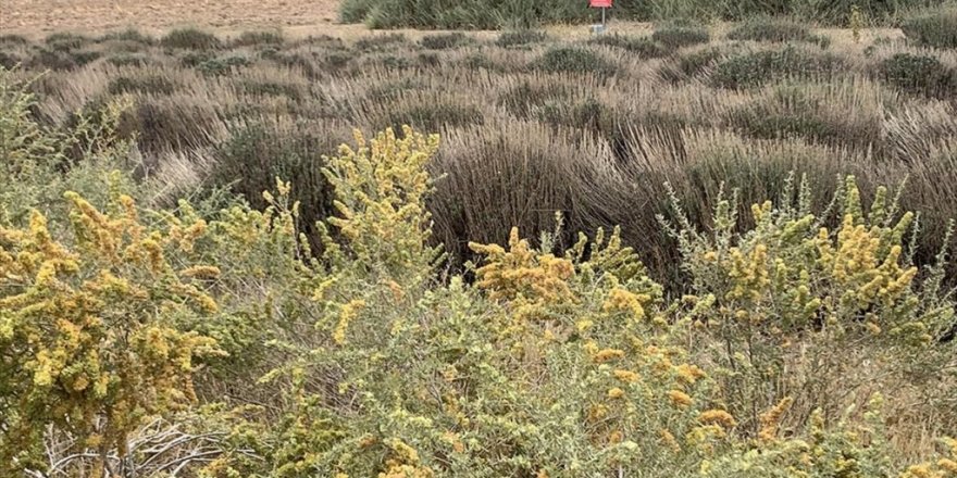 Erozyonla Mücadelenin 'Marifetli Bitkisi' Küçükbaş Hayvanların Da Besini Oldu