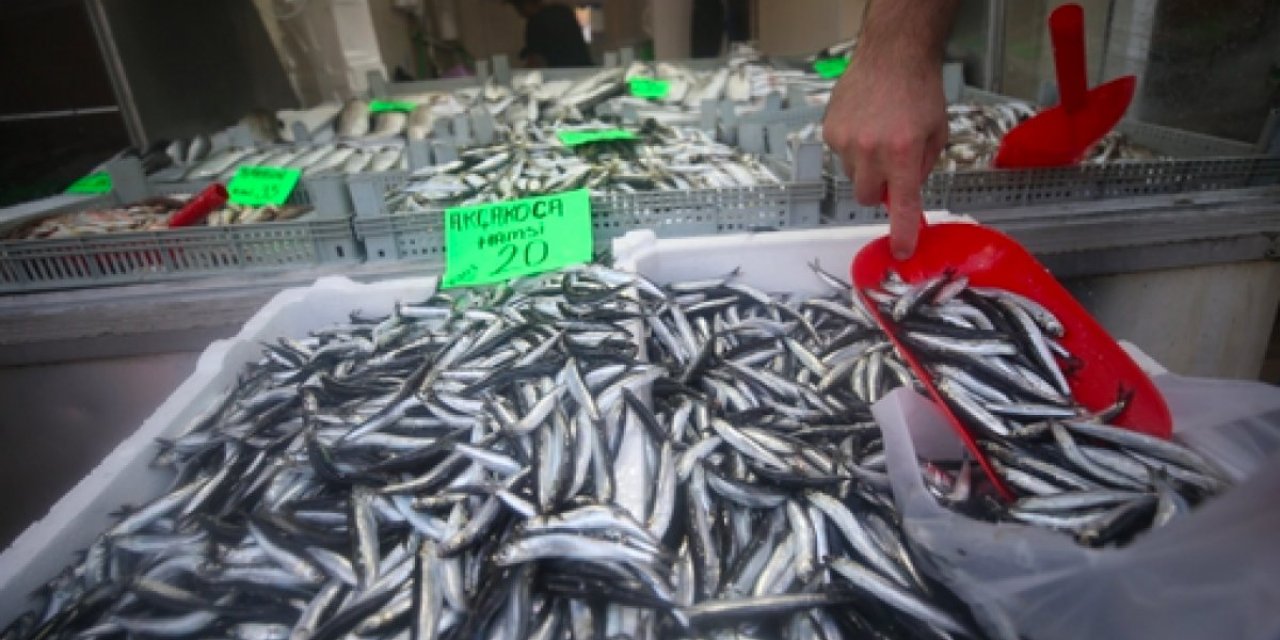 Hamsi bollaştı, fiyatlar yarıya indi