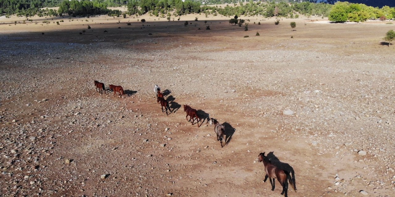 Yangından etkilenen Antalya’nın vahşi güzelliği ’yılkı atları’ yaşam alanlarına geri döndü
