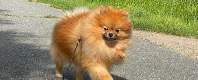 Hayvan Sahiplenmek İsteyenler dikkat