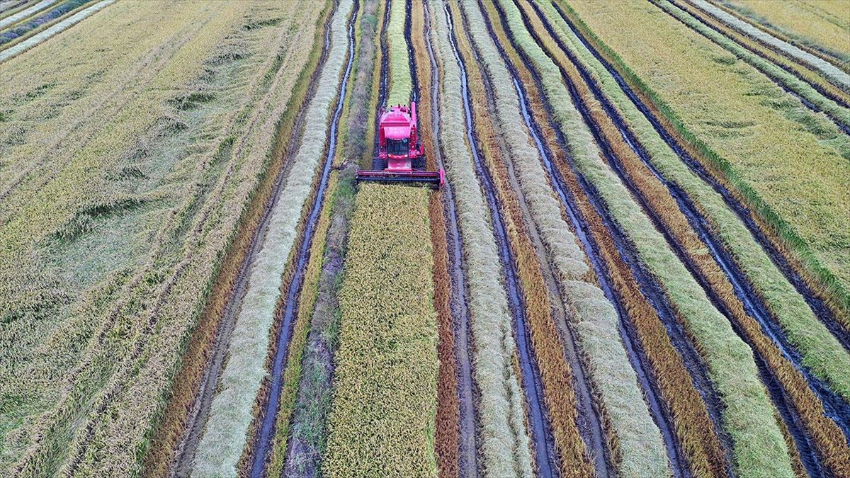 Çeltik Ambarı Edirne'de Hasat Başladı