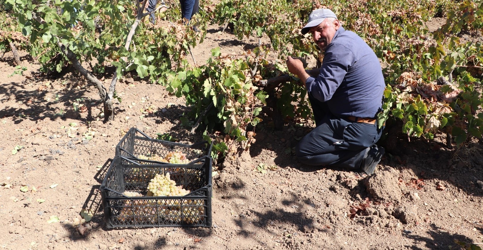 Siirtli çiftçiler devlet desteğiyle pestil yapmaya başladı