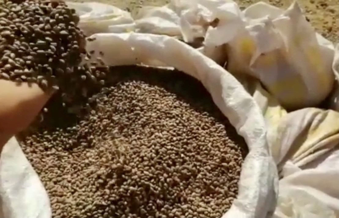 Ormanın tohumları çalındı, o anlar fotokapana yansıdı