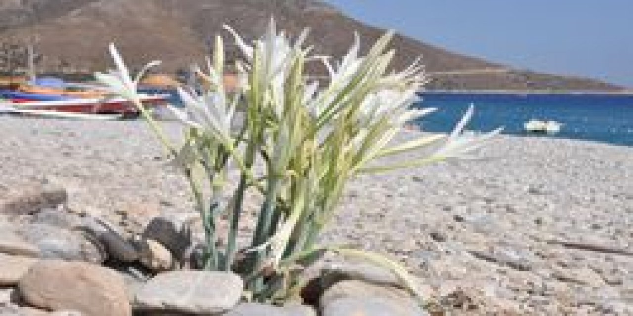 Muğla'da çıkan kum zambağını koparmanın cezası 80 bin 465 TL