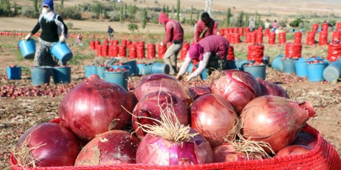 Soğan hasadı başladı, tarlada soğan 80 kuruş