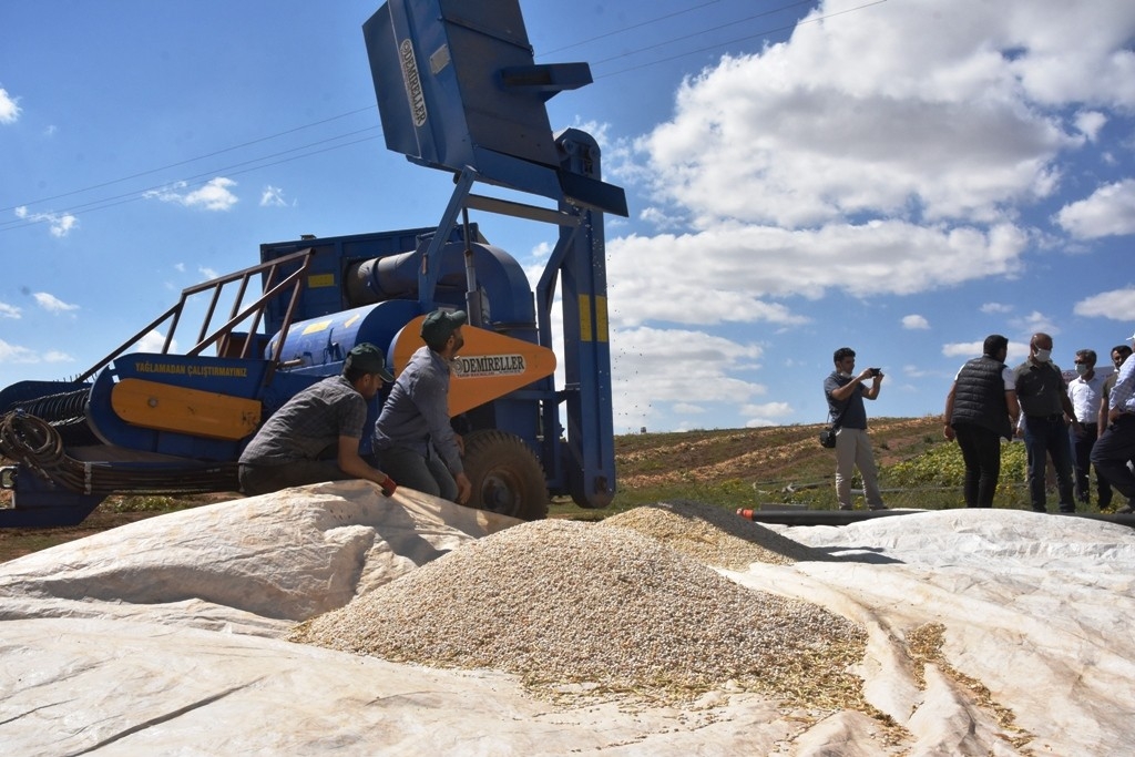 Bitlis’te bu yıl 40 bin ton fasulye hasadı bekleniyor