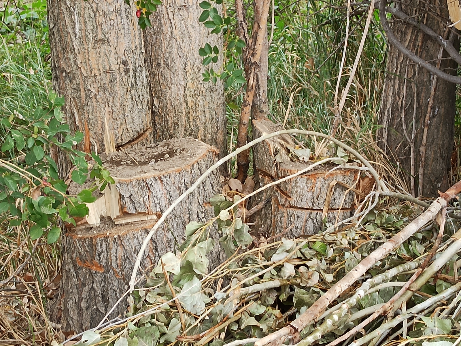 Sabah tarlasına gittiğinde dikili 20 ağacının yerinde olmadığını gördü
