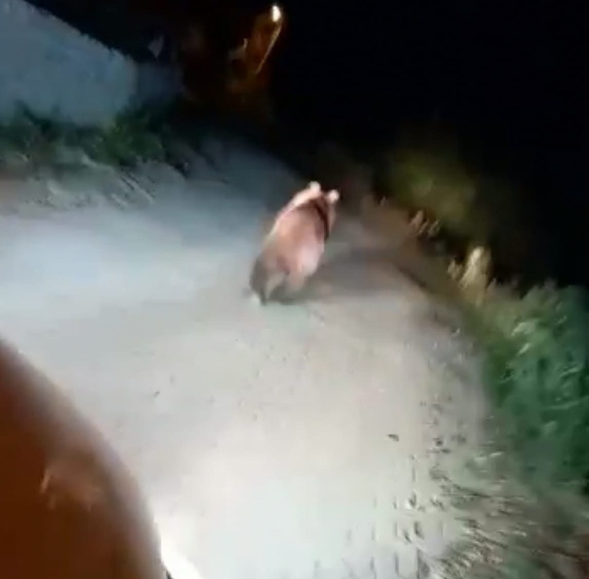 Mahalle meydanına inen ayıyı ormana böyle kovaladılar