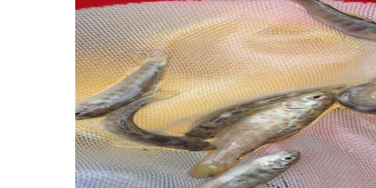 Antalya’da Alara Çayı’na 4 bin adet kırmızı benekli alabalık bırakıldı