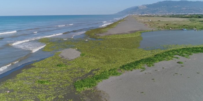 Su sümbülleri kumsalı kapladı