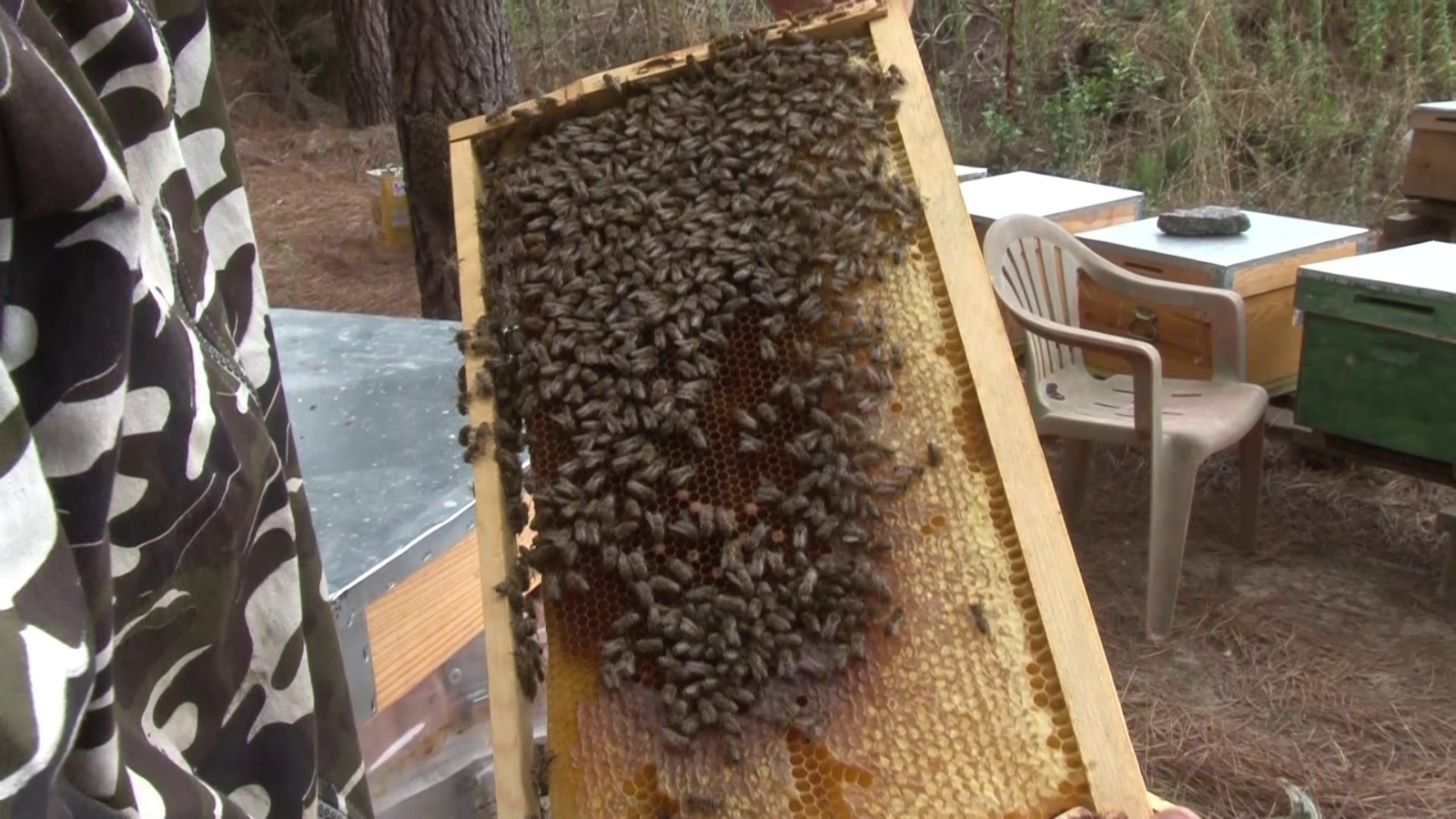 İstanbul’da başladığı arıcılıkta bal siparişlerine yetişemiyor