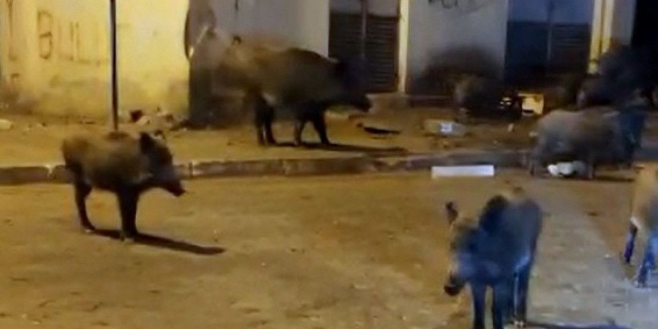 Muğla'da görüntülediği domuzlarla sohbet etti