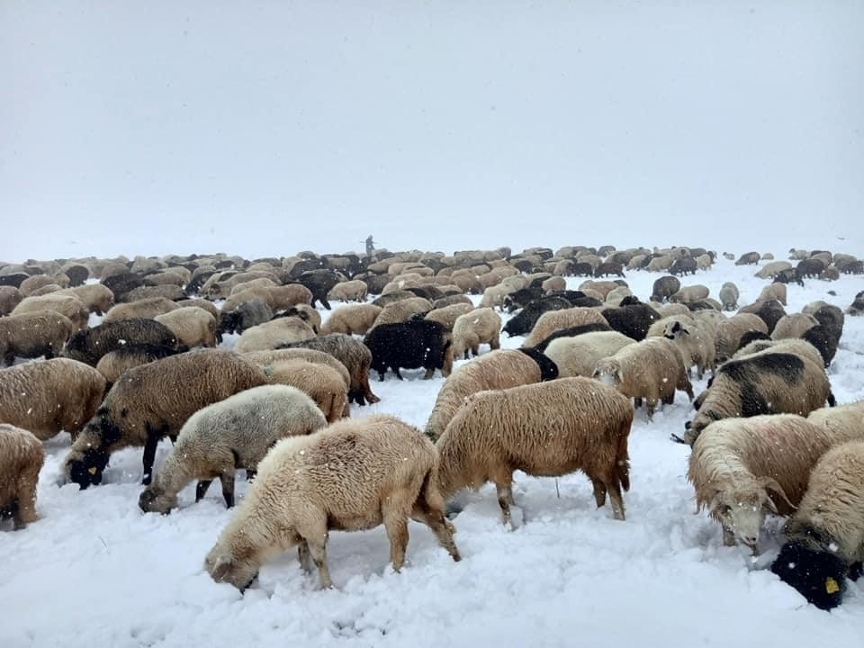 Doğu Karadeniz Yaylaları’nda erken görülen kar yağışı en çok onları etkiledi