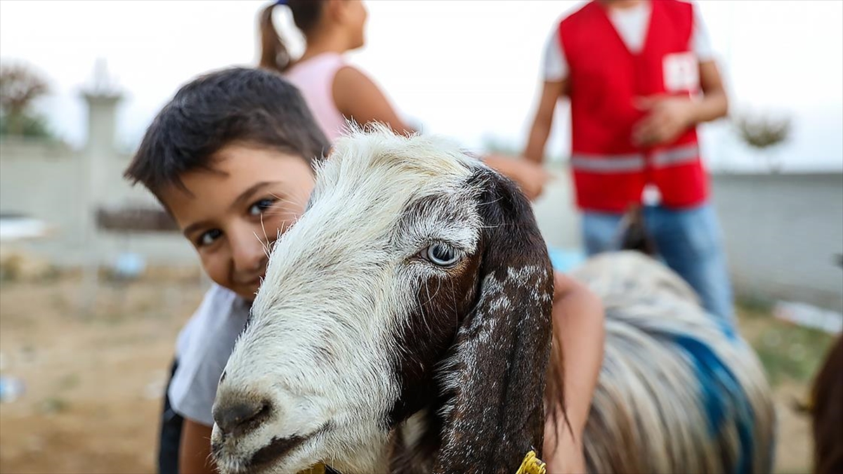 Türk Kızılaydan Manavgat'taki Yangından Zarar Gören Ailelere Küçükbaş Hayvan Yardımı