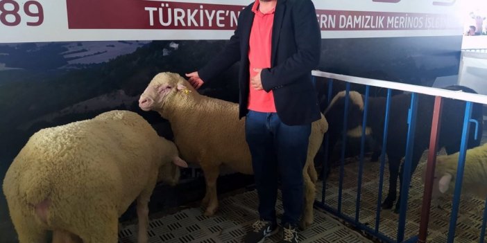 Festivalde Türk Merinos koyununa yoğun ilgi