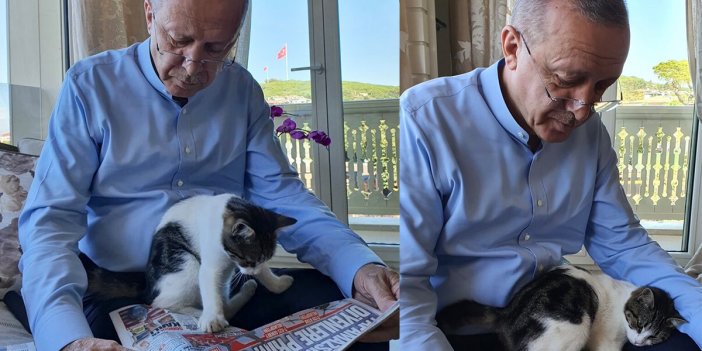 Cumhurbaşkanı Erdoğan torununun kedisiyle olan fotoğrafını paylaştı
