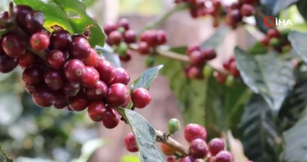 Panama’nın Geisha kahvesi elektronik müzayedede rekor fiyata satıldı