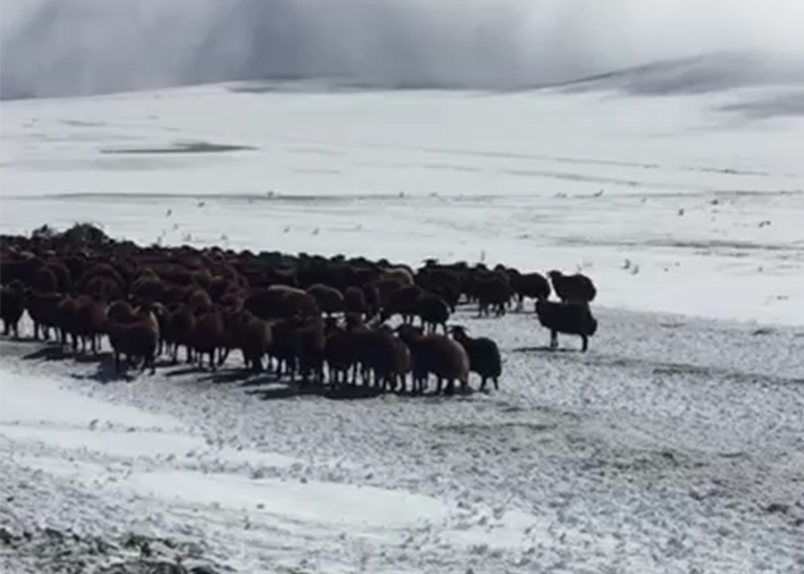 Ardahan’da kar ve tipide mahsur kalan yaylacılar ve koyun sürüsü kurtarıldı