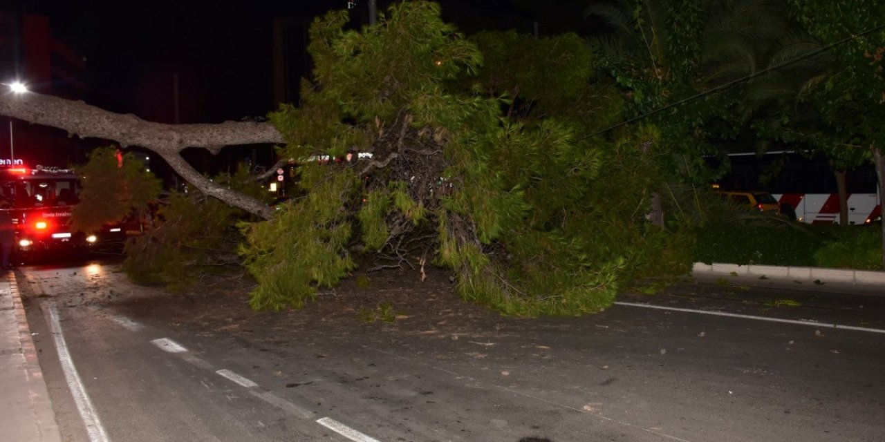 İzmir'de çam ağacı yola devrildi, tramvay telleri zarar gördü