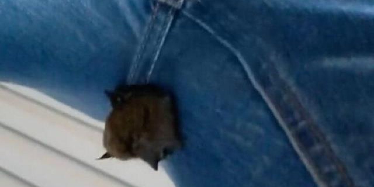 Amerika'nın Colorado eyaletinde ilginç olay!