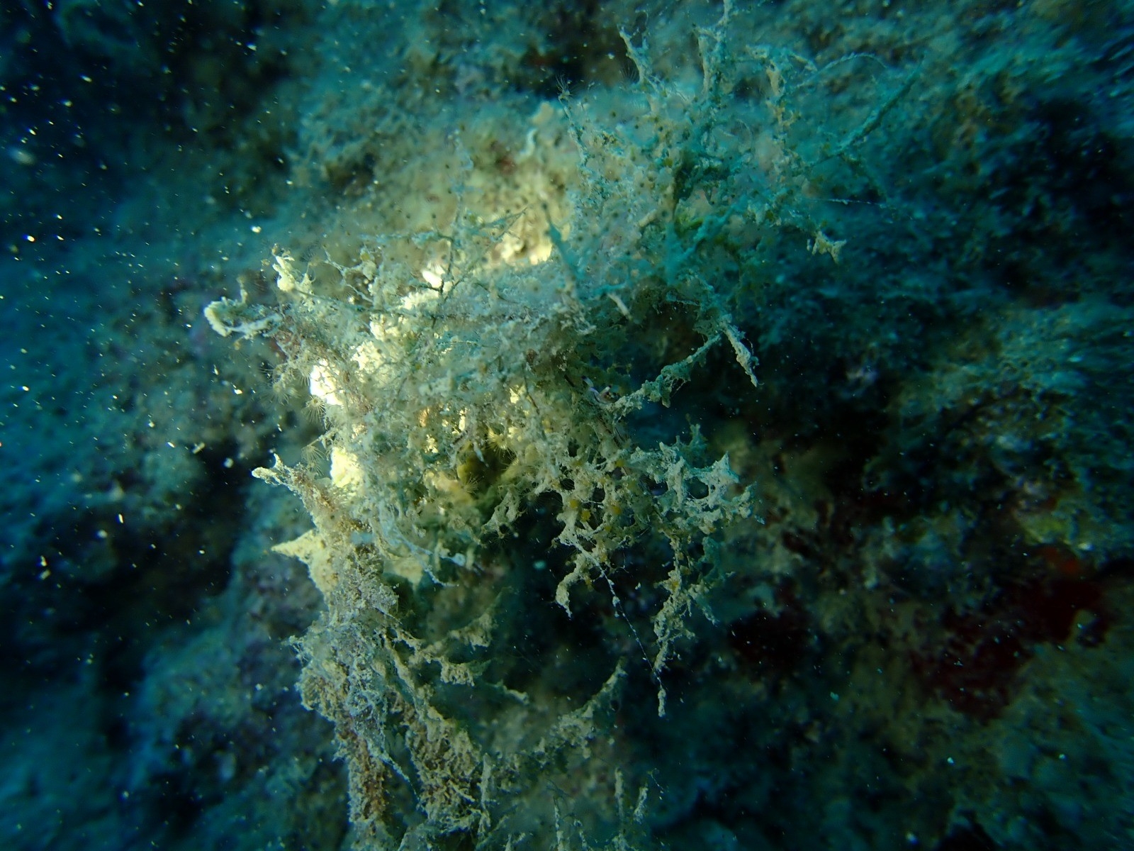 Mersin Sahilleri Müsilaj Tehlikesi Altında