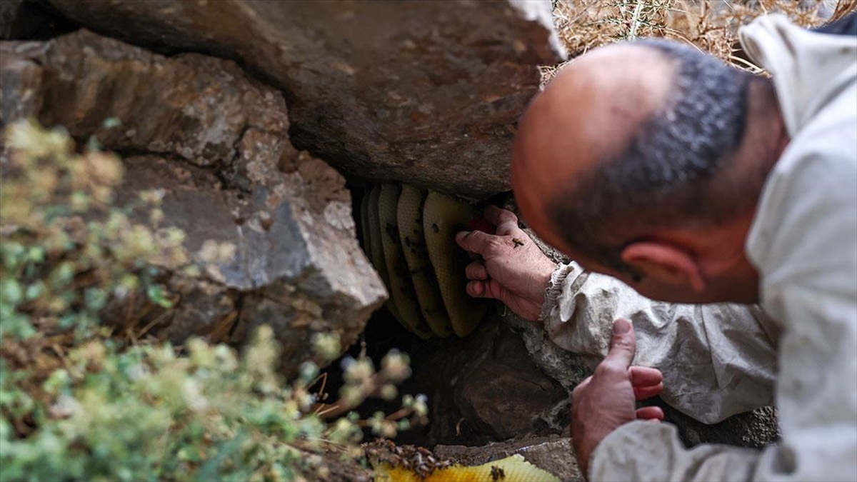 Van'da Kaya Balı Hasadı Sürüyor