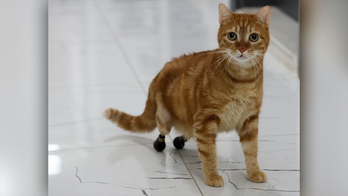 Kedi Pika, Protezine Özel Yeni Ayakkabılarıyla Yürüyor